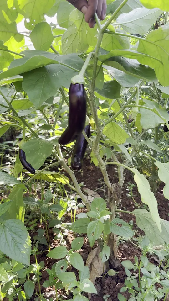 Purple brinjals hanging among green leaves on the plant